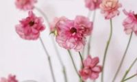 久盛心動(dòng)特輯丨最特別的女性裝修風(fēng)格，給最特別的你~
