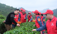 靖西供電公司：南網(wǎng)志愿者學(xué)雷鋒  采茶檢電助農(nóng)忙
