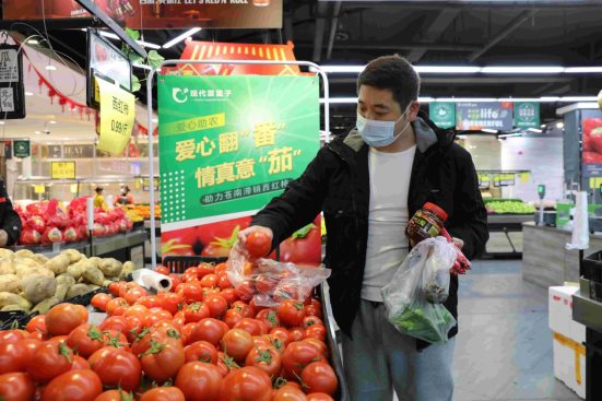 鄉(xiāng)村振興創(chuàng)新助力新模式：現(xiàn)代菜籃子紅色菜盟“解困”溫州滯銷番茄