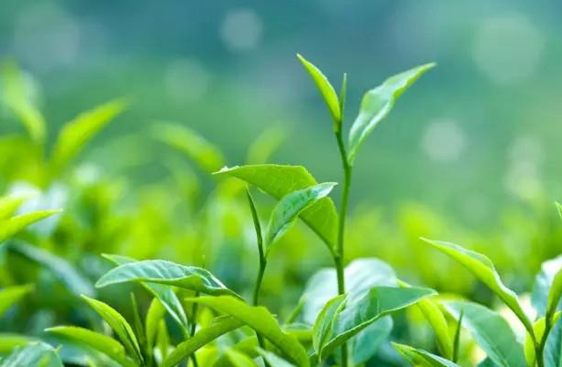 碧然德聯(lián)合天貓每周大牌日，邀你一起來(lái)喝“茶”