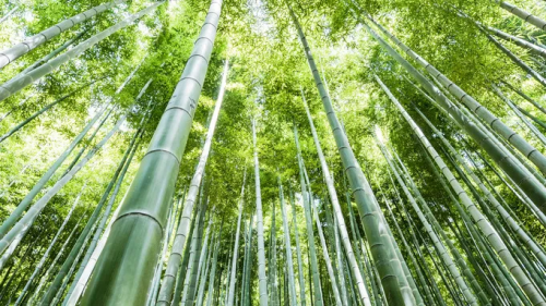 超高防潮丨性能與美學兼具，這張好板更懂健康生活